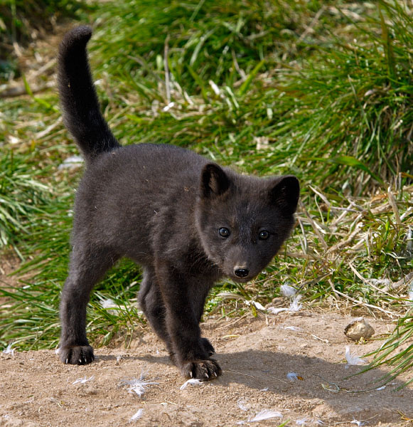 Ты съедобный? Песец, Alopex lagopus, Остров Св. Георгия, о-ва Прибылова, Arctic Fox, St. George Island, the Pribilofs, Bering Sea, Alaska