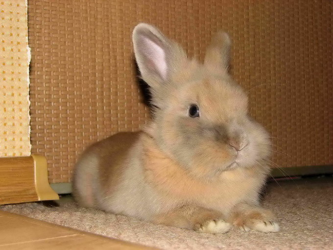 Буба Сфинкс Кролик