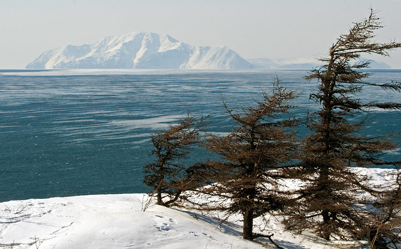 Пейзаж с листвиницами, морем и островом Завьялова 