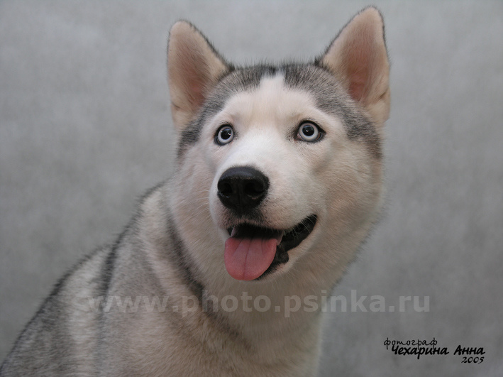 Небесный взгляд собака хаски