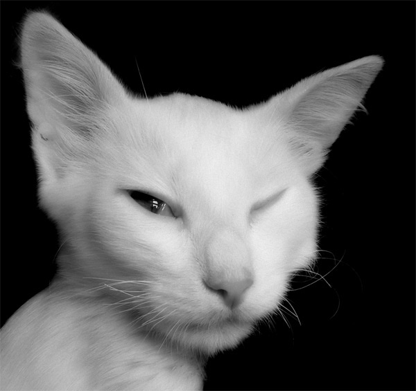 Кошарик-кошмарик или Портрет кота, задумавшего недоброе. кот