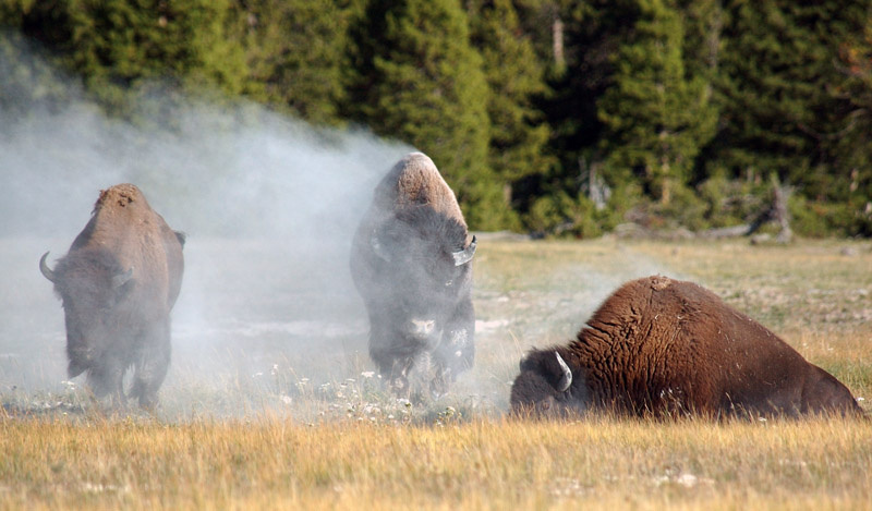 три богатыря buffalo, YSNP, yellowstone, бизон