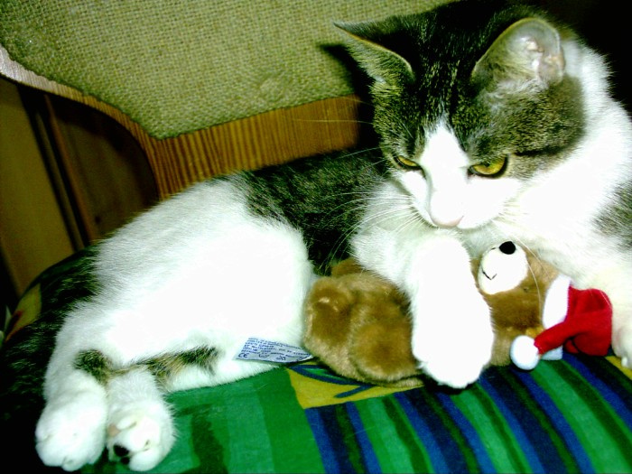 Малышка отдыхает! кошка, котенок, животное, прелесть