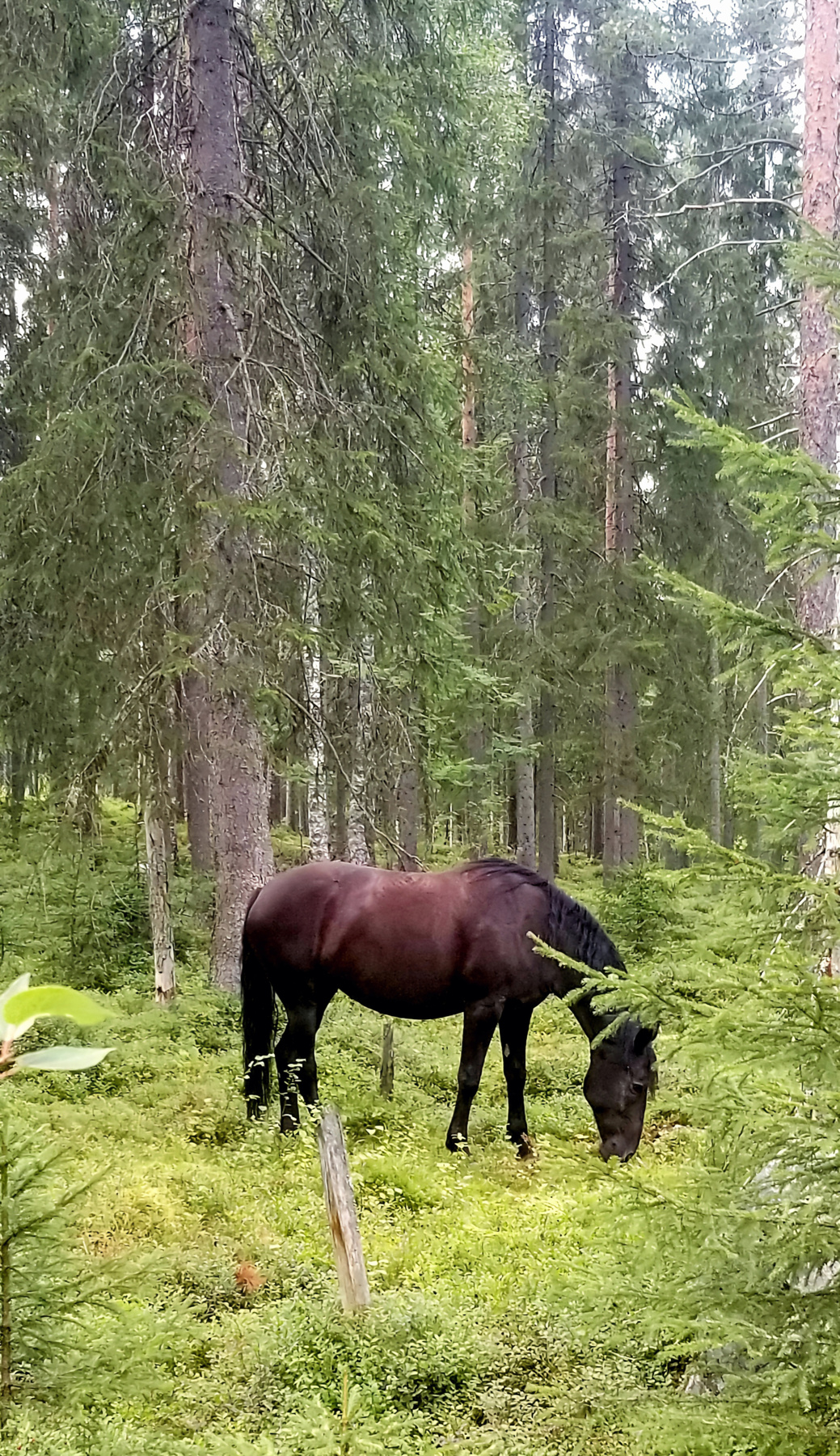 Лошадка 