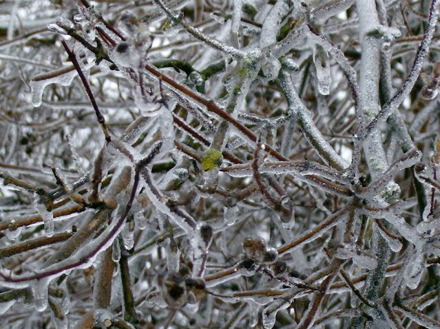 Оледенение (Freezing out) Freezing out, bush
