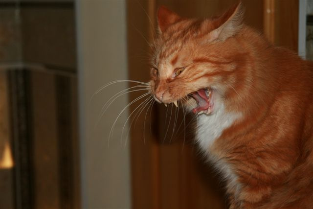 Бонифаций Кошка