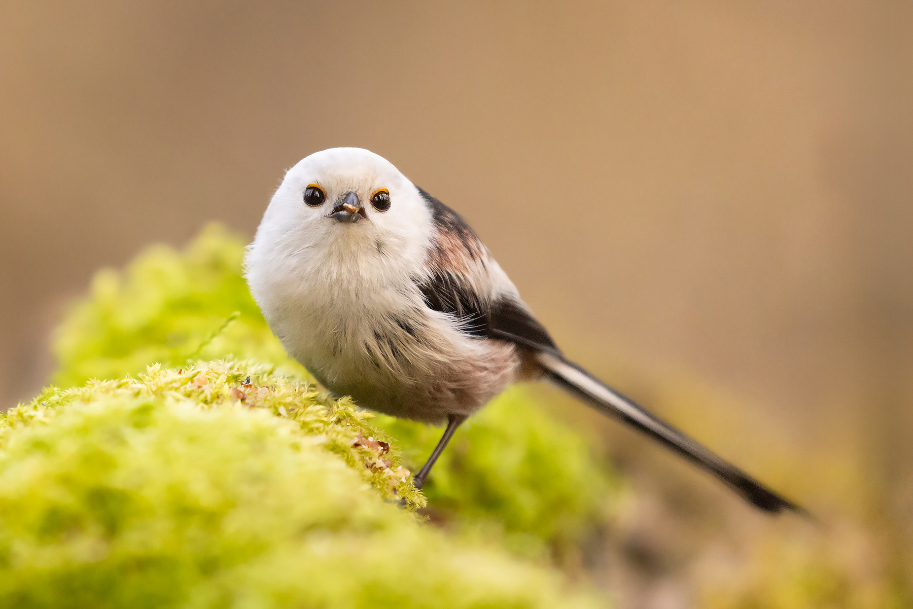 Long-tailed Ti 