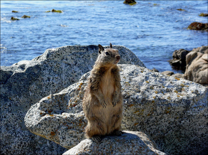 Zdras6te!!! Monterey, CA