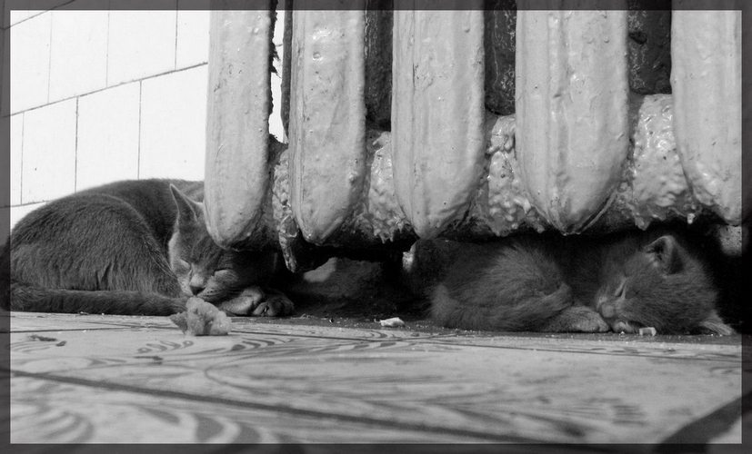 Всем хочется тепла котенок