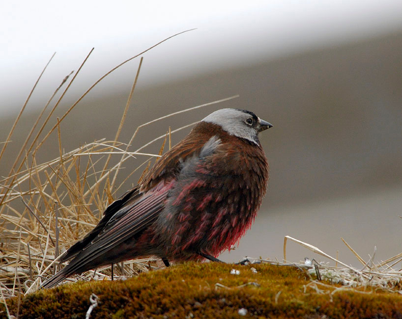 Островной воробей Американский вьюрок, Leucosticte tephrocotis, Gray-crowned Rosy-Finch, St. George Island, the Pribilofs, Bering Sea, Alaska