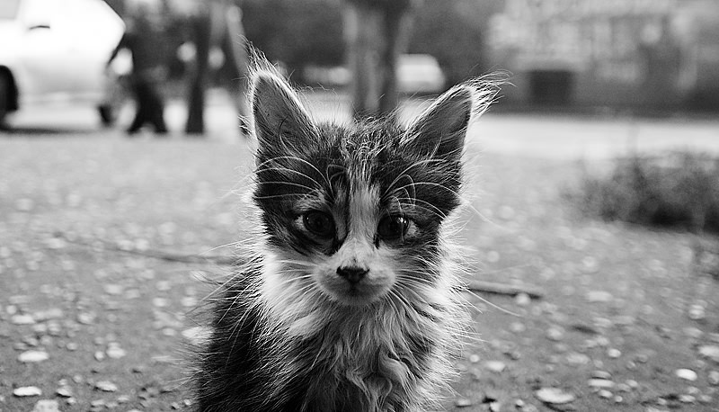портрет кота кот портрет котенок чб