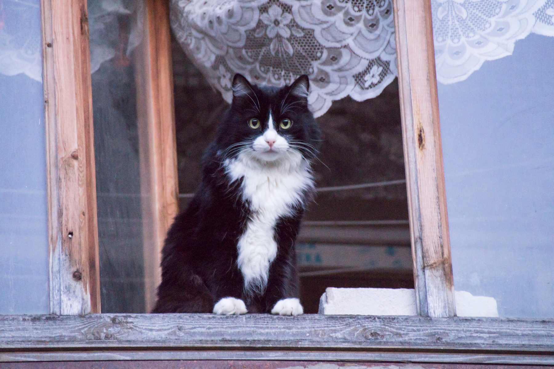 котик - тепленький животик кот кошка