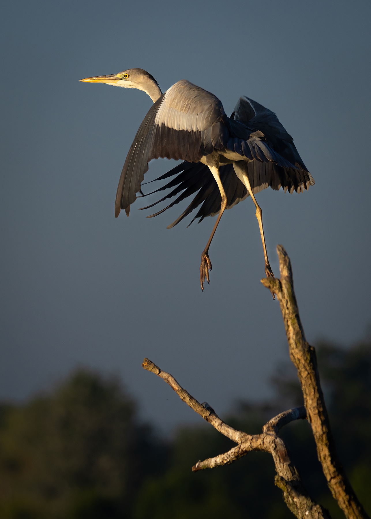Heron 