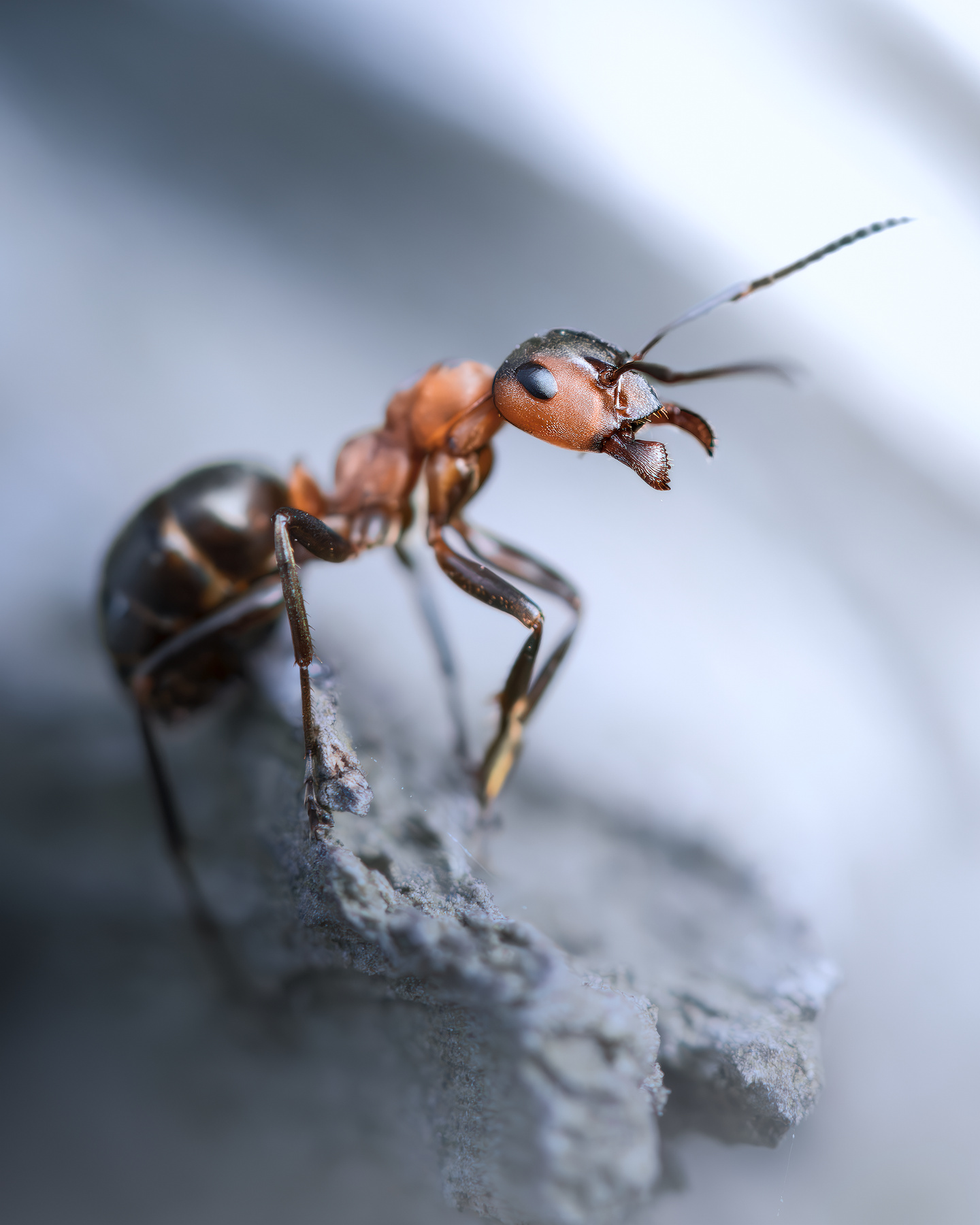 Рыжий лесной муравей (Formica rufa) 