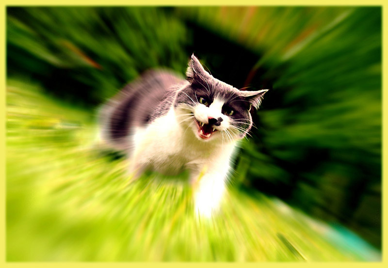 Хищник кошки