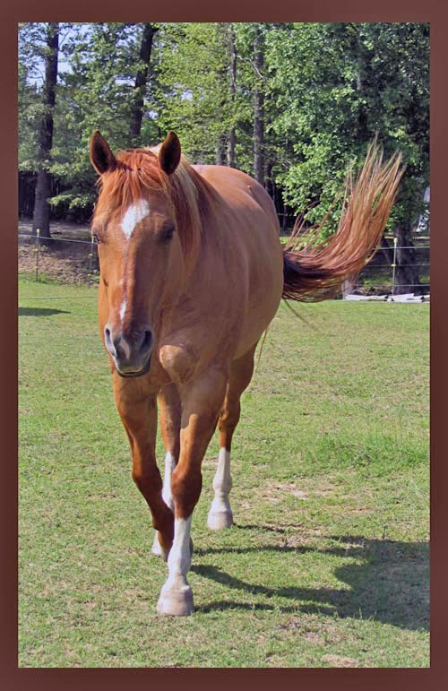 Рыжик Лошадь, horse