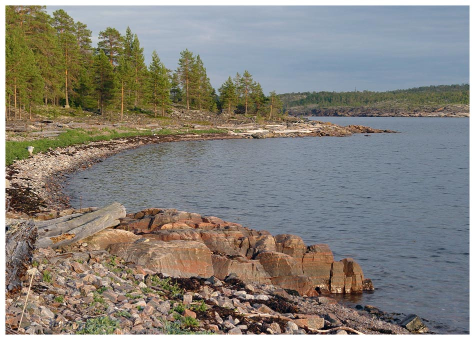 Сосновец Белое море остров Сосновец