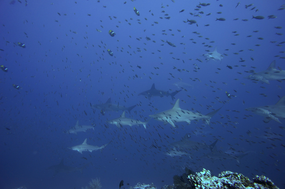 Косяк или стая hammerheads, Malpelo, underwater photo, стая молотоголовых акул, подводный мир