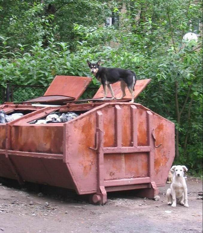 Брошенные друзья друзья собаки