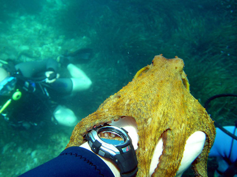 Контакт море подводный мир