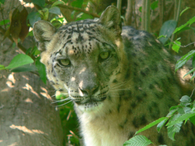 НУ... И кто это звал ...кис кис! Lepard, белый леопард,
