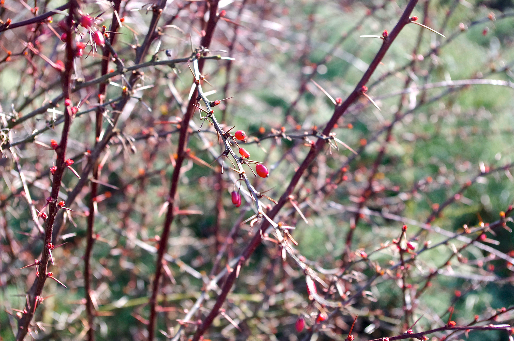 *** природа весна