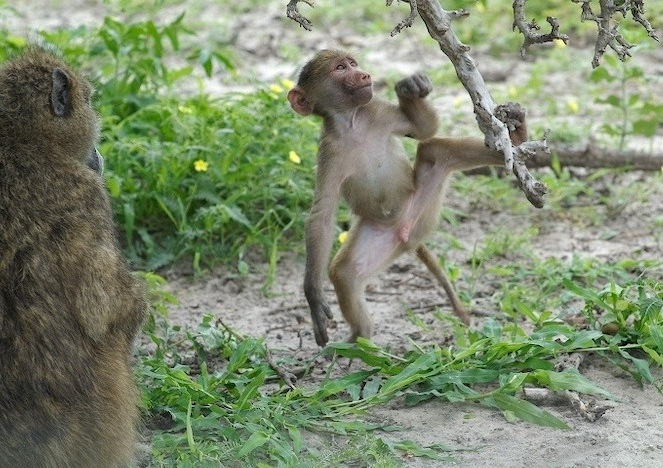 маленькие радости Botswana Kasane Chobe