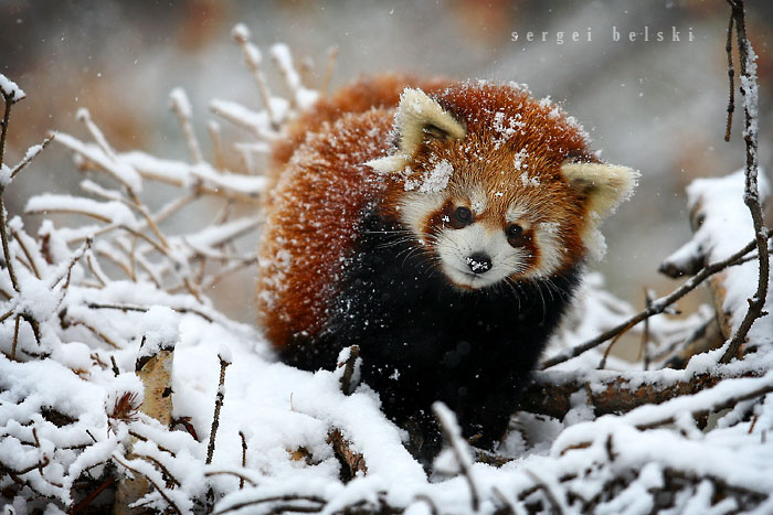 Red Panda red panda snow