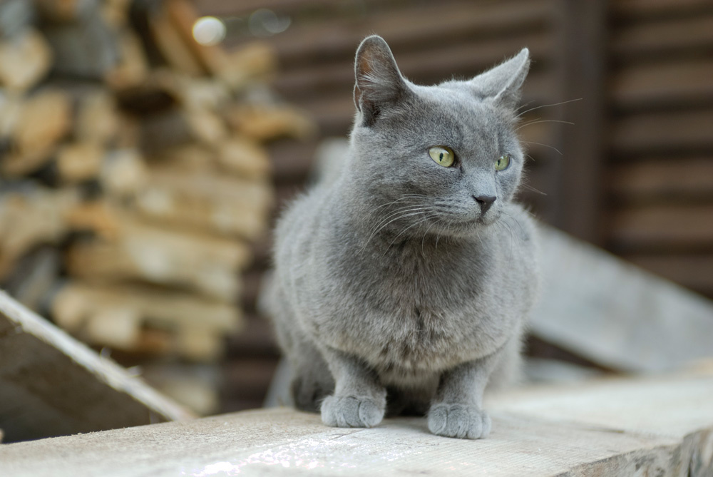 Кошка 