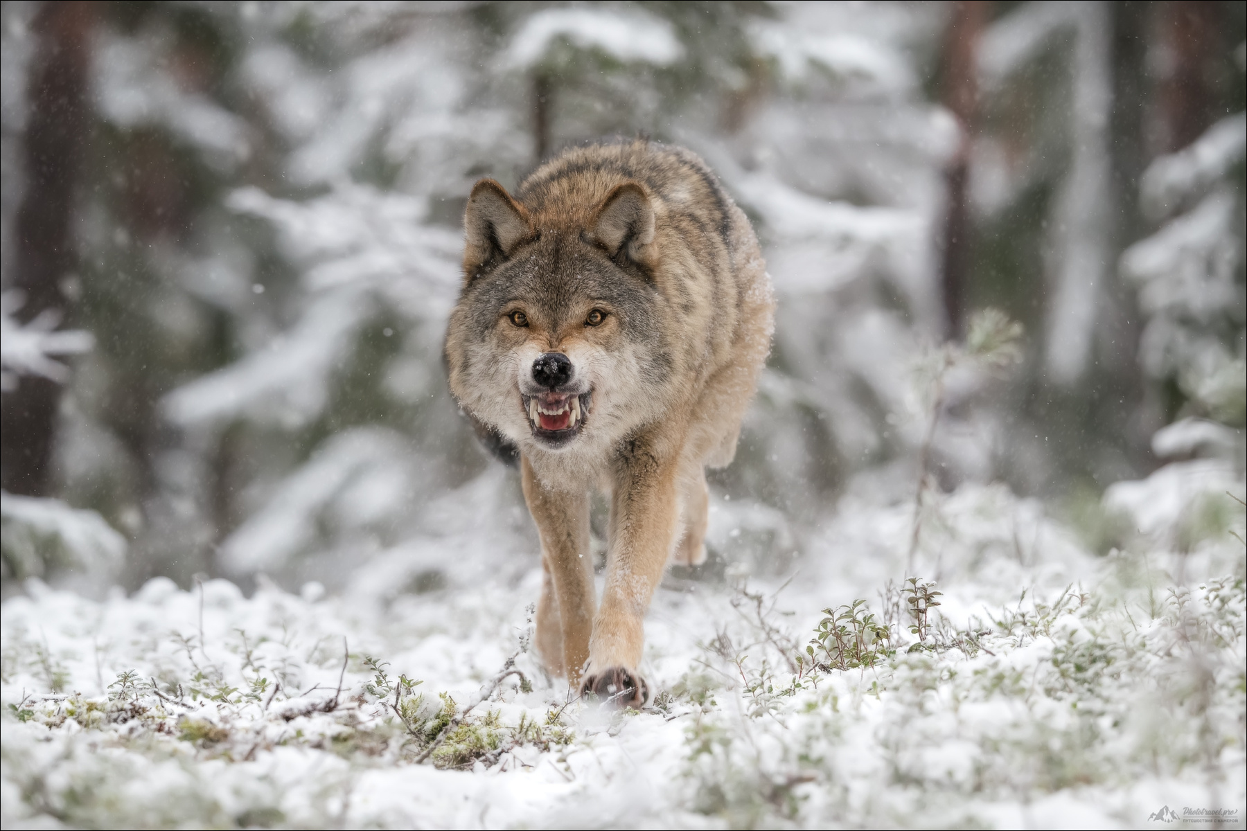 ЗВЕРЬ волк серый европейский фототур canis lupus