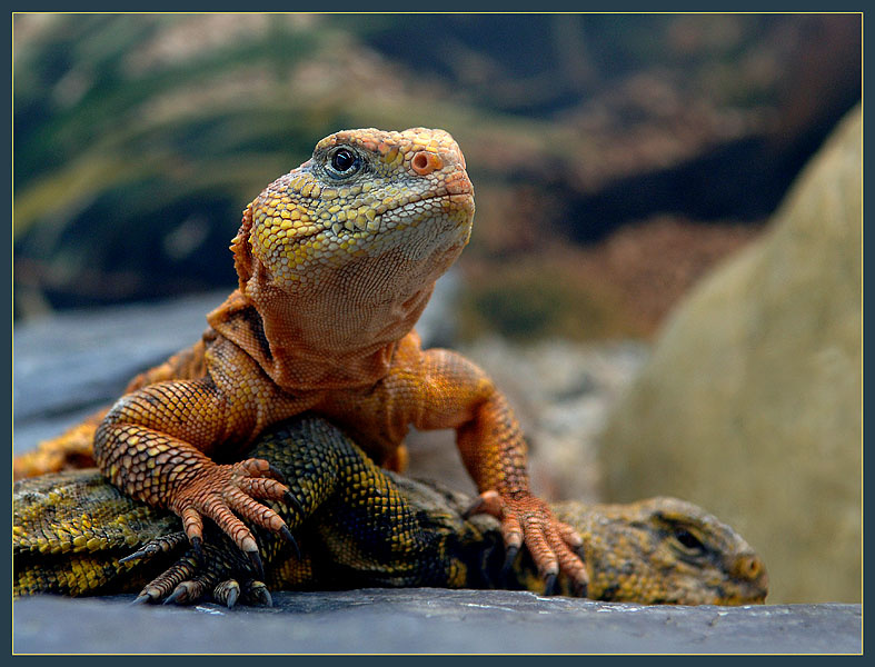 Pollice verso! Uromastyx geyri сахарский шипохвост