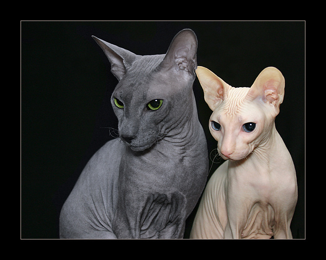 Парочка... Кошки коты и котята