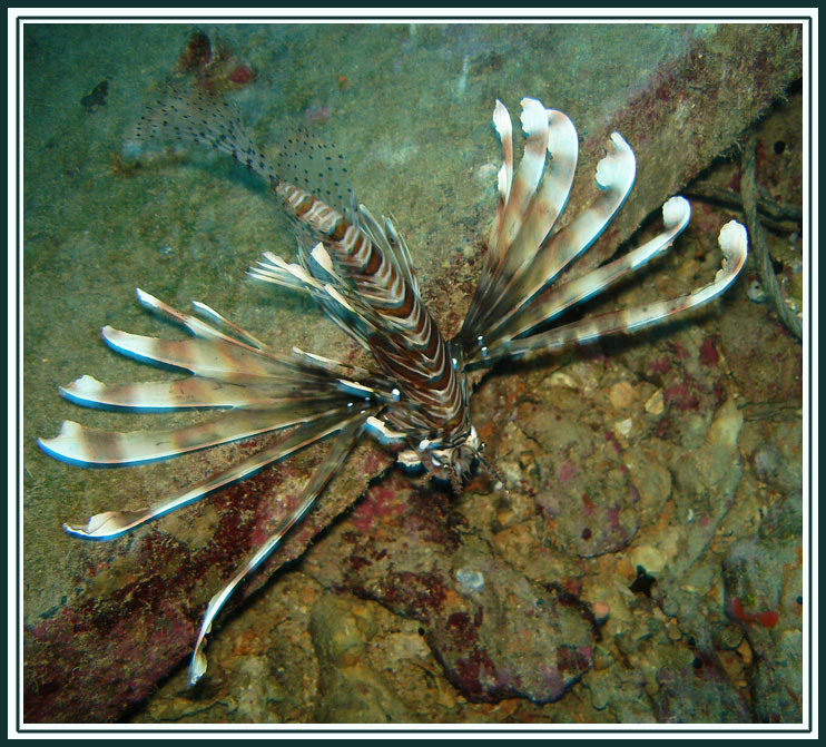 Рыбка красное море рыба