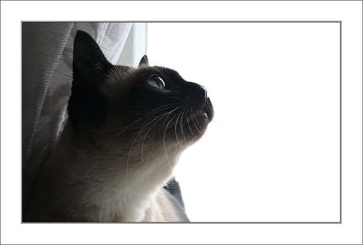 Katty 