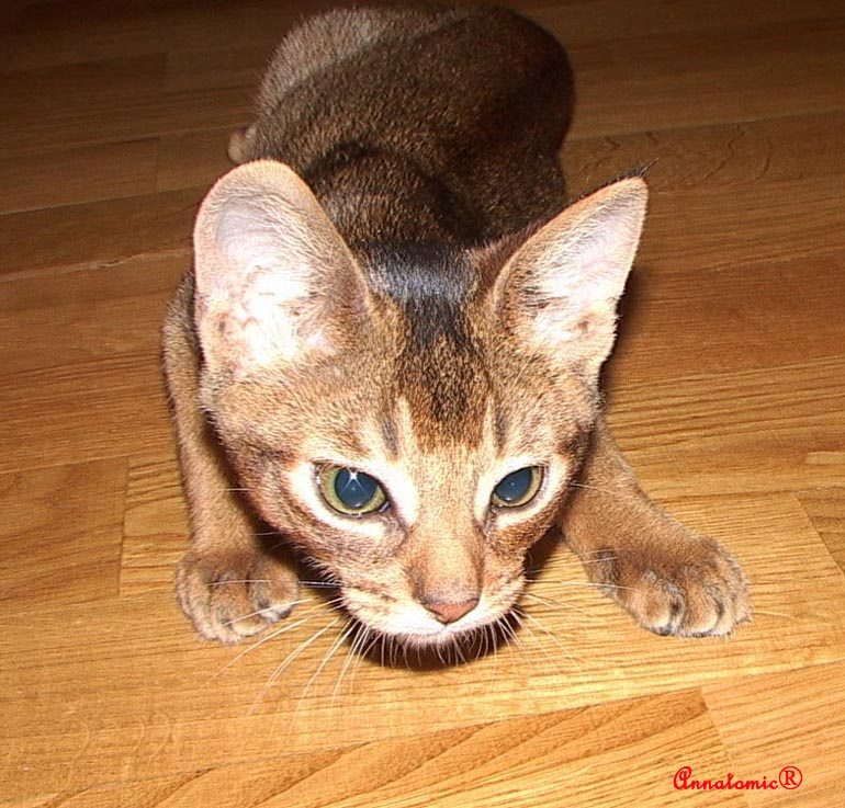 Кот. Любимые домашние животные