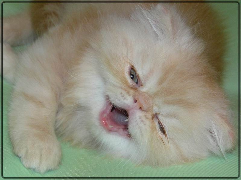 Мяу! выставка кот кошка животные