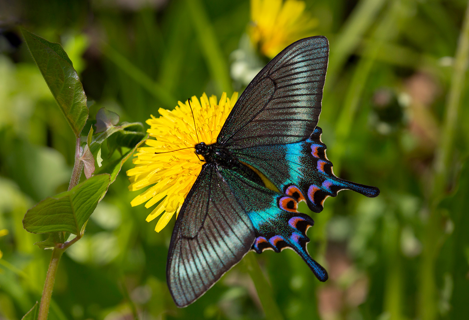 Парусник Маака парусник Маака Papilio maackii Приморье Владивосток остров Русский