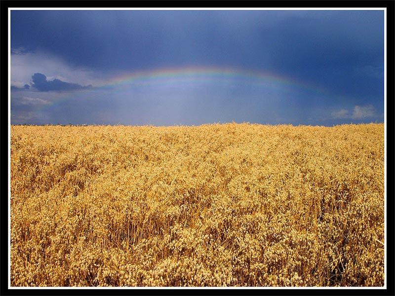 Рождение радуги Радуга, поле, овес