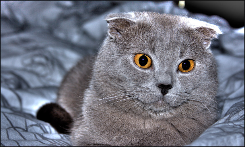 Перед сном британский, кот, семен