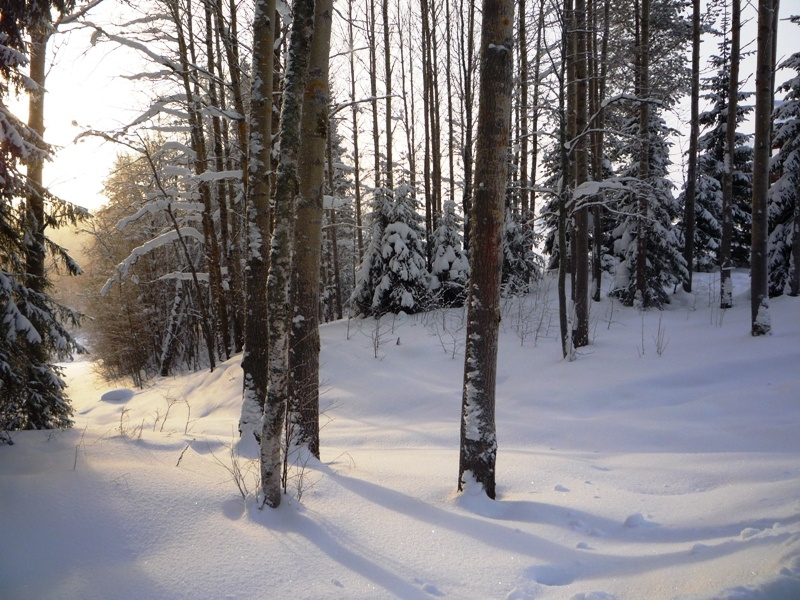 январь лес,снег,солнце,тени