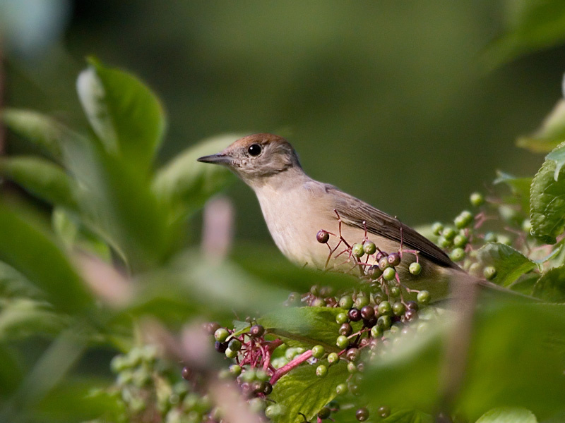 Сильвия Sylvia atricapilla
