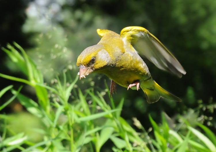 Птичка на полтинник зеленушка, Greenfinch, Chloris, полет