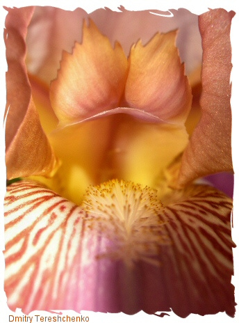 Iris iris