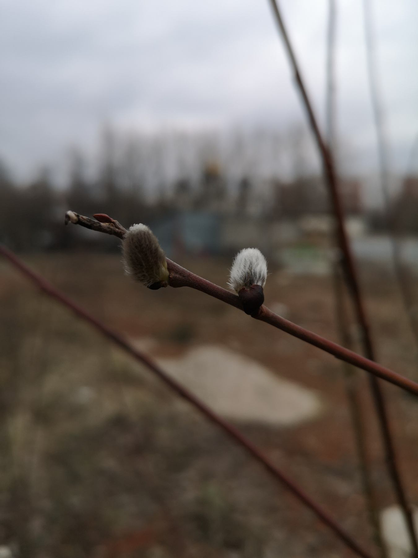 Апрель Верба