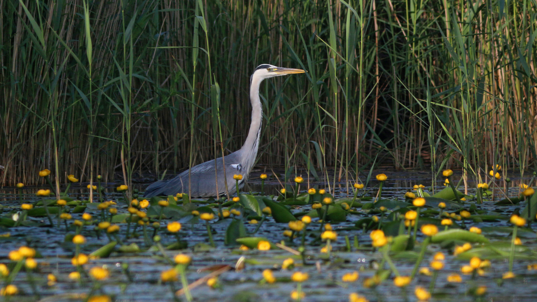 Цапля и кувшинки Серая цапля Цапля Ardea cinerea Grey heron Heron Куршская коса Куршский залив