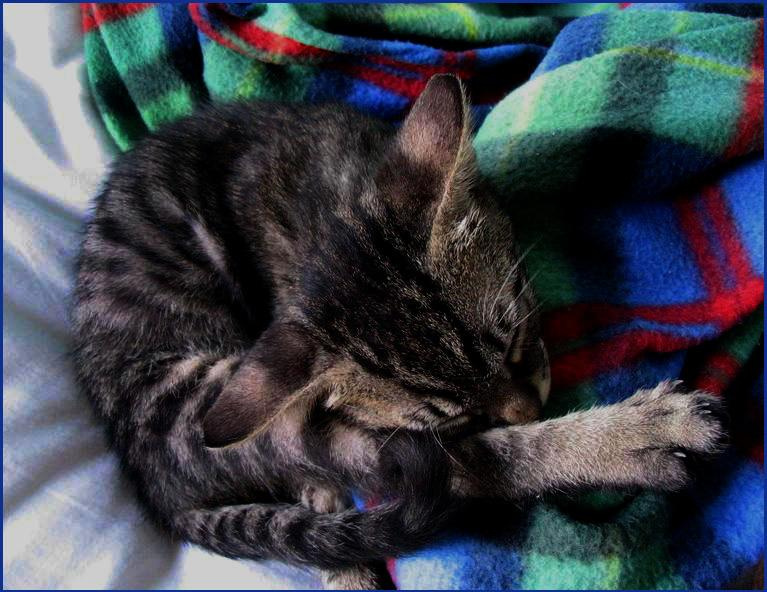 Лапочка:) Кот, котик, котёнок, кошак, кошка, зверь, животное, лапа, поза, сон
