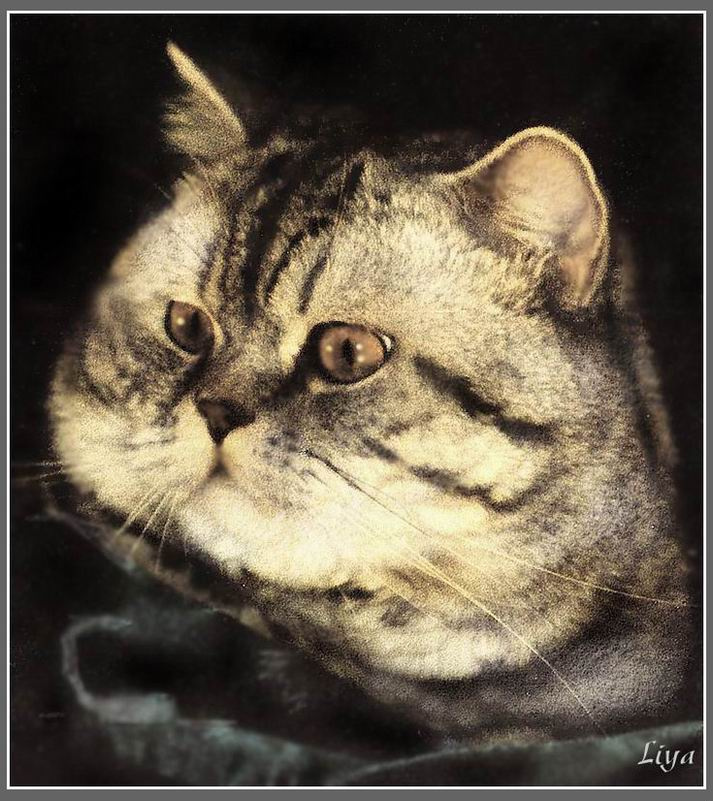 тот, который слушал Ангелов кот