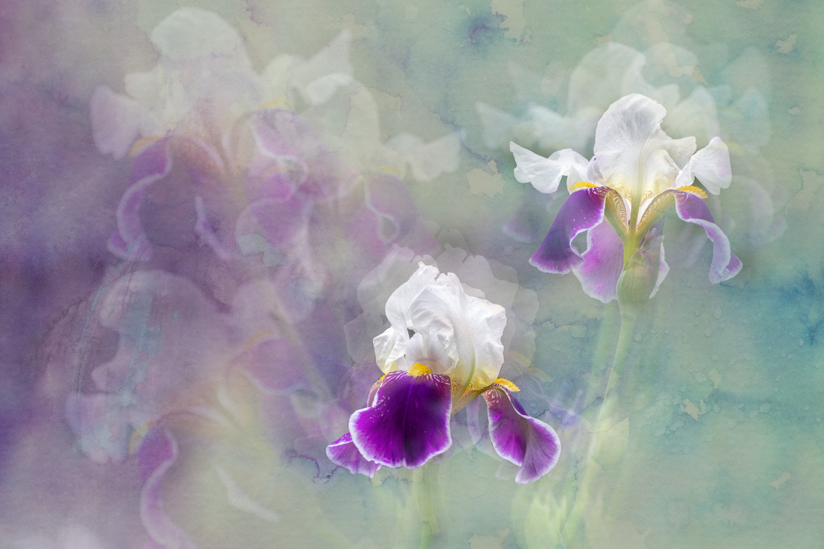 Purple calmness close up