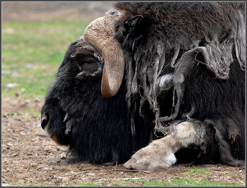 Ожидание овцебык Ovibos moschatus