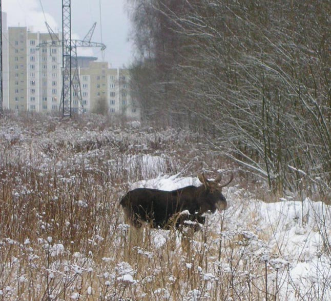 Лось на прогулке 